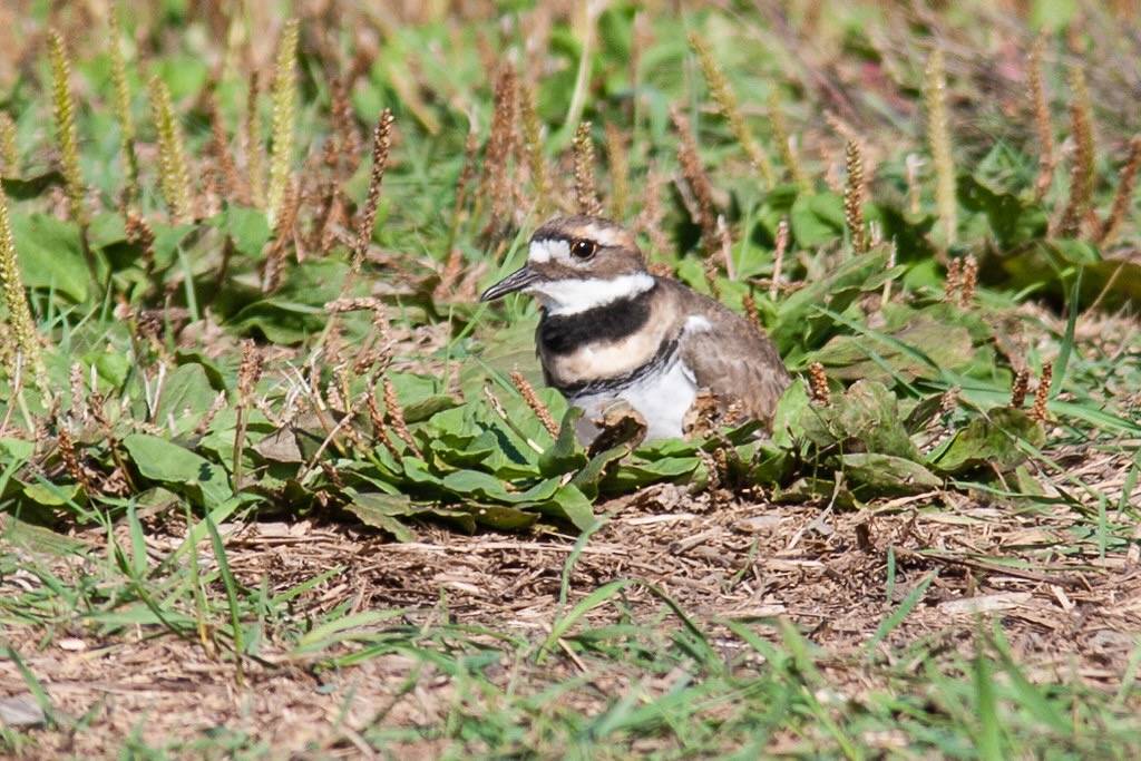 Killdeer! (resting) by eclectic echoes is licensed under CC BY-NC-ND 2.0.